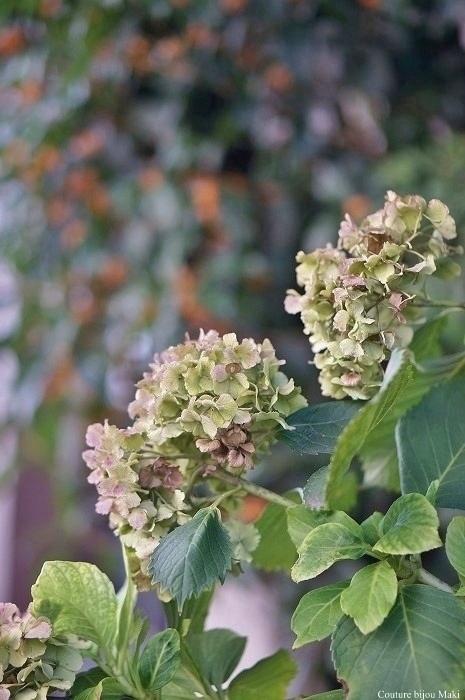 e0043686_227481.jpg