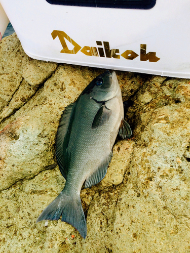 オッサン河野、西伊豆の秋磯食堂を行く_e0052088_9191052.jpg