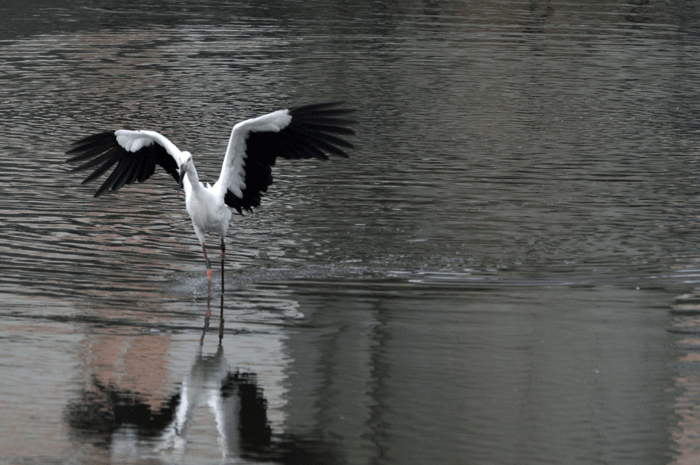 歓喜の舞 鸛 風のむろさん 自然の詩