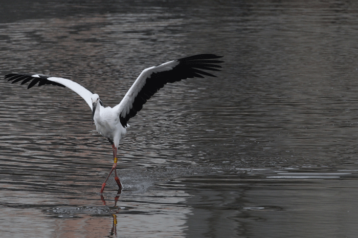 歓喜の舞 鸛 風のむろさん 自然の詩