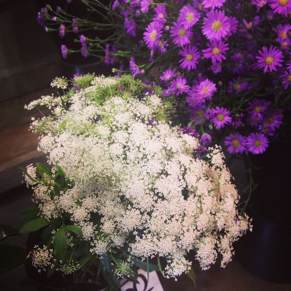 エルダーフラワーと花粉症 Violette
