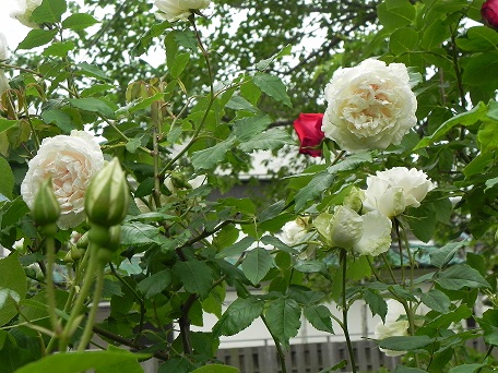 c0152002_18340452.jpg