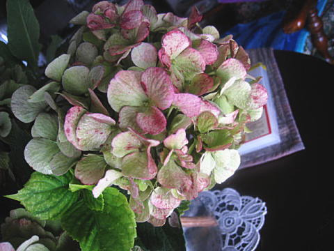 d0046702_801082.jpg