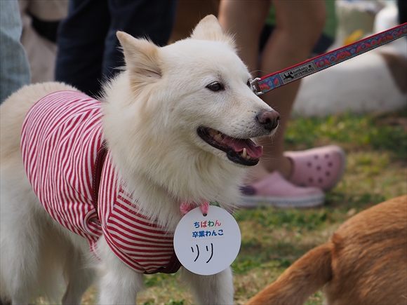 2014.10.12　湘南いぬ親会　その２_e0242804_23174872.jpg