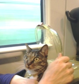b0335110_17172536.jpeg