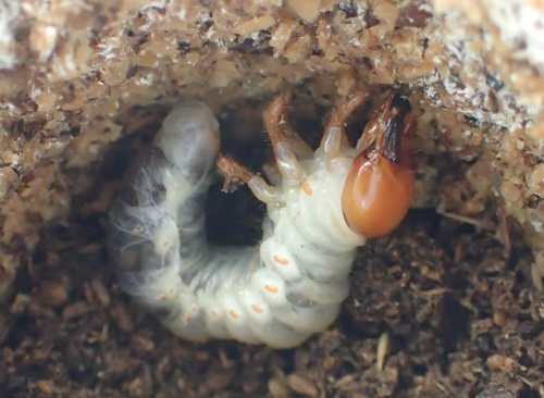 熟成カワラタケ菌糸飼育~♪・・・本土ノコギリ_a0315918_19325114.jpg