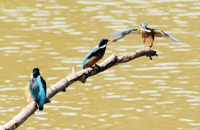 北の森からエゾリスと野鳥便り _d0098721_17593731.jpg