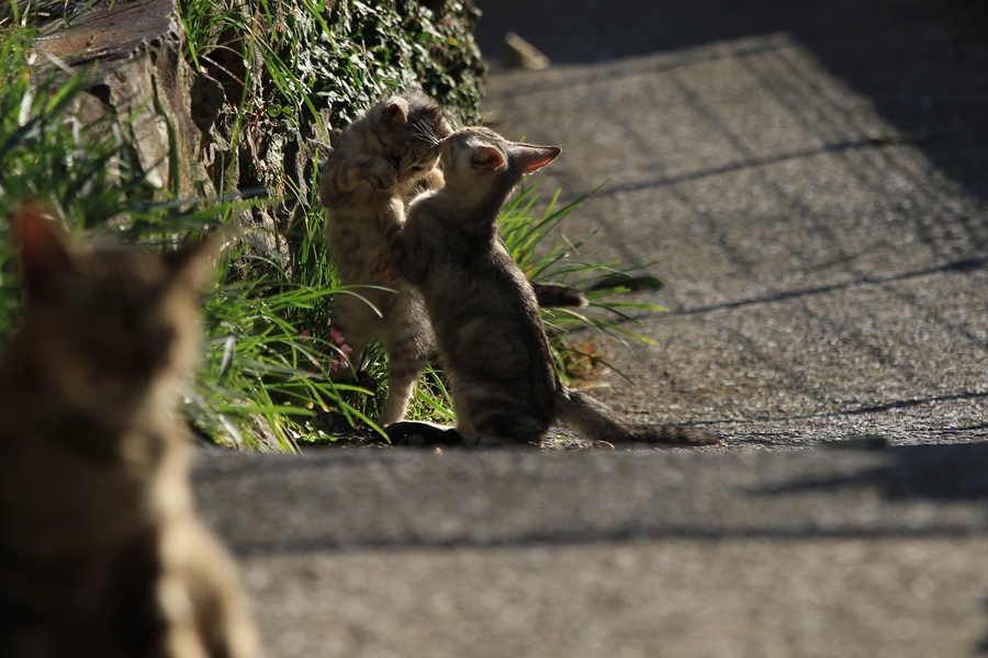 チャチャの子猫_a0076825_21515611.jpg