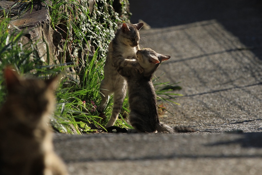 チャチャの子猫_a0076825_21524332.jpg