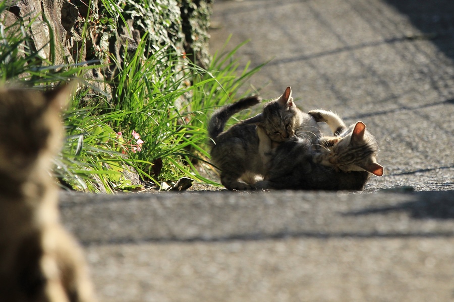 チャチャの子猫_a0076825_2153092.jpg