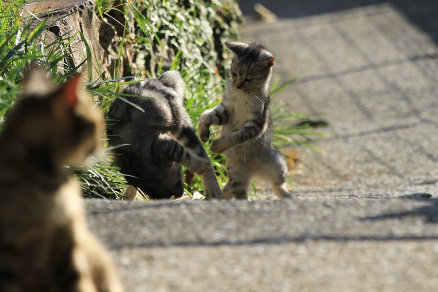 チャチャの子猫_a0076825_21531526.jpg