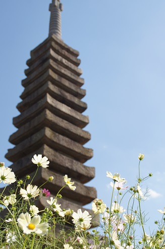 コスモス寺　～般若寺（奈良）～_c0235725_21224473.jpg