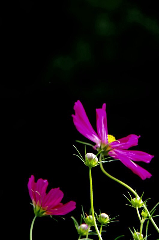 cosmos …。_f0338831_23583316.jpg