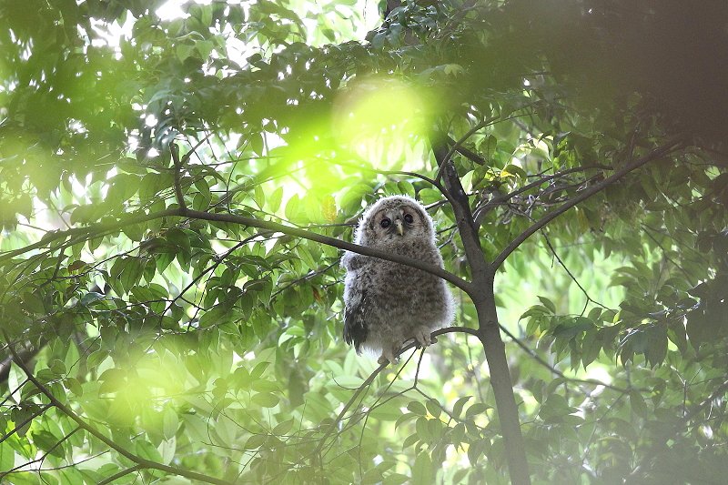 フクロウは、留鳥として九州以北に分布_b0346933_5131431.jpg