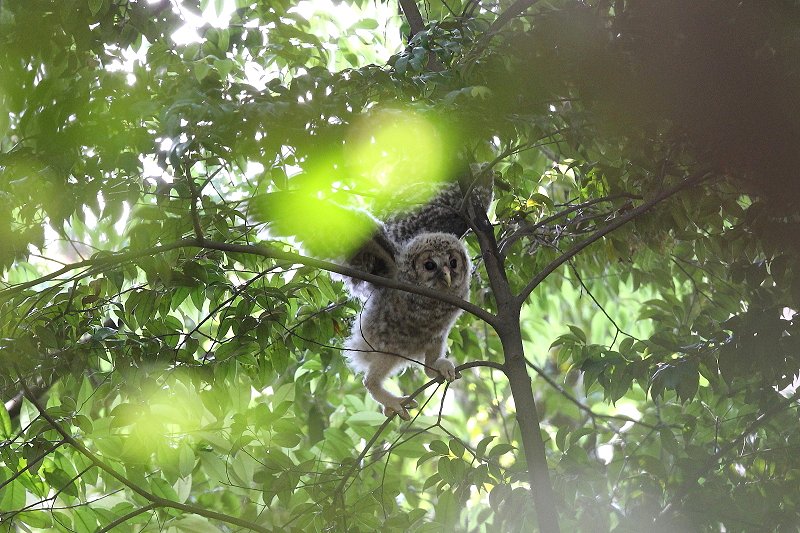 フクロウは、留鳥として九州以北に分布_b0346933_5132297.jpg