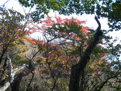 大船山　御池の紅葉は5～6分程度？　_e0272335_2144345.jpg