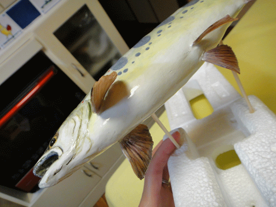 a0056140_16194995.gif