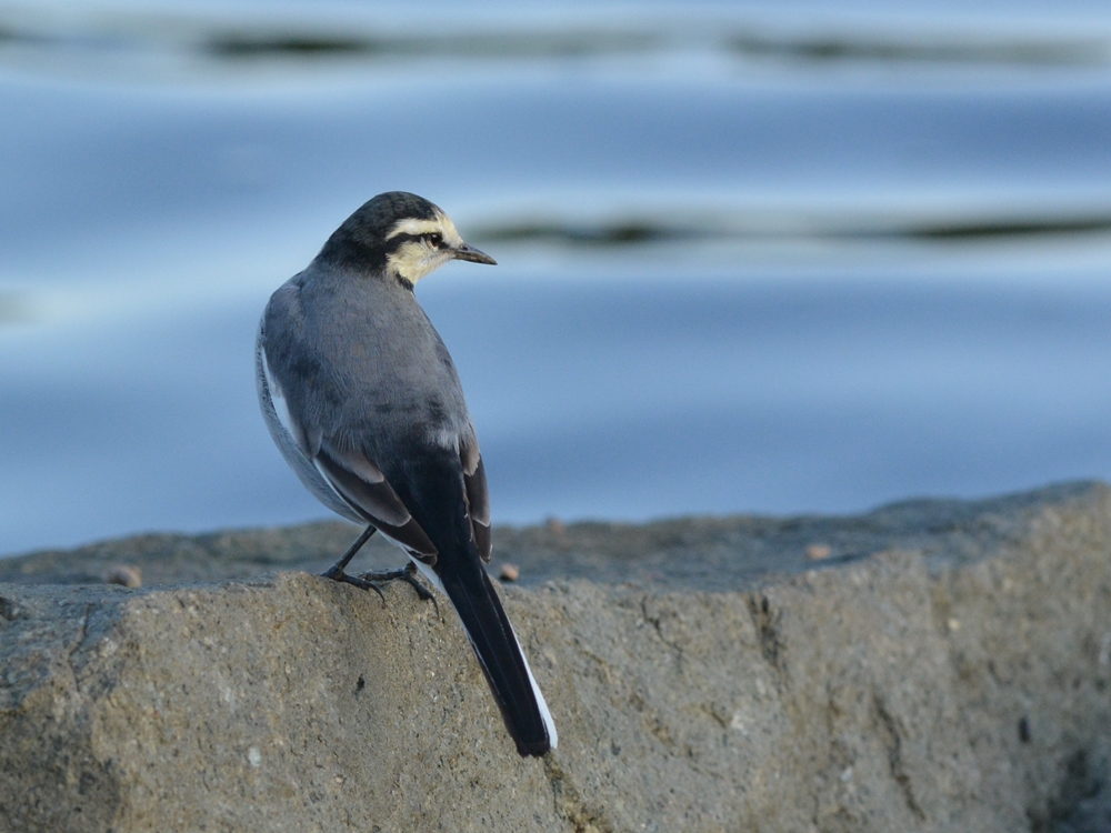 ハクセキレイ（白鶺鴒）/White Wagtail_b0309841_23521498.jpg