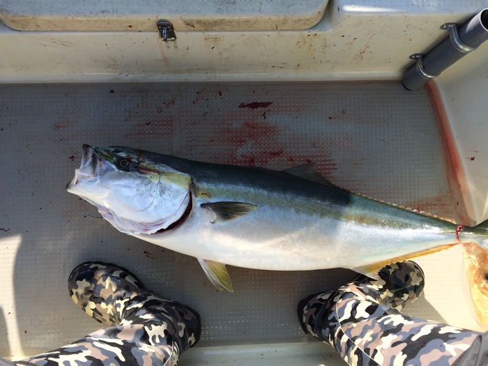 Mellow Fisher