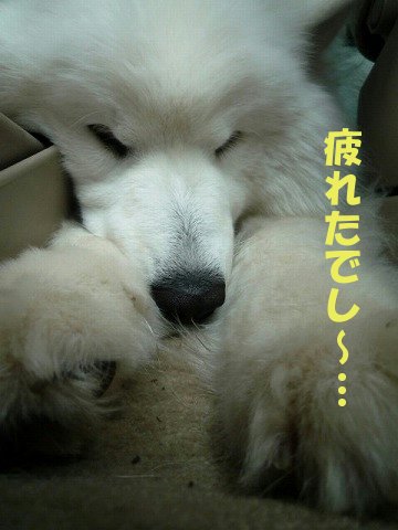 ★齢2歳にして犬生初の1泊旅行でし モフ祭後編★_e0176159_11441051.jpg