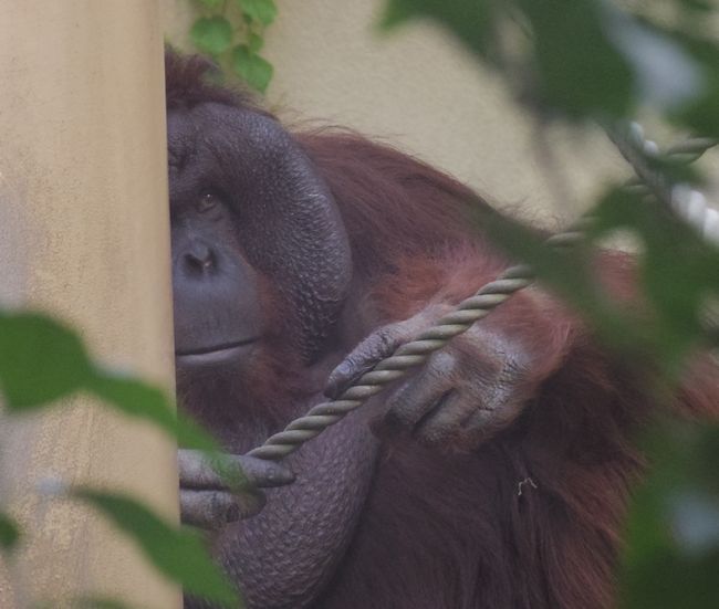 花嫁募集中のカムトリとカミ、花嫁が来たコタロー_b0014576_20213350.jpg