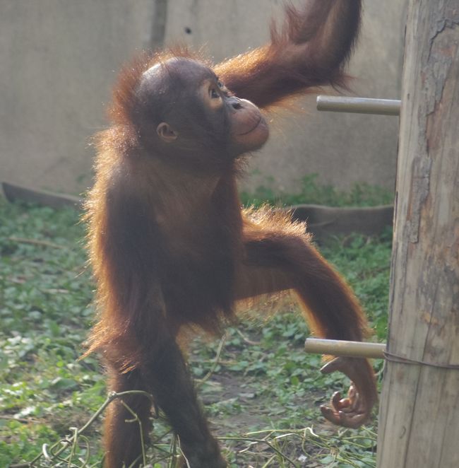 花嫁募集中のカムトリとカミ、花嫁が来たコタロー_b0014576_20315368.jpg