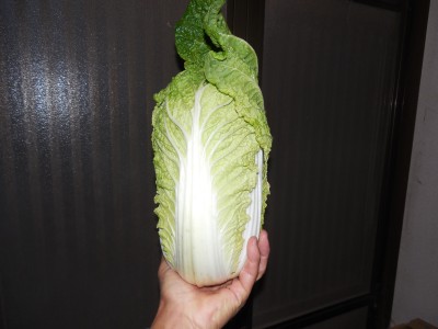 ミニ白菜収穫開始_c0332682_21423903.jpg