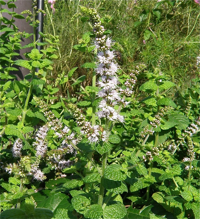 香りだけで花は無用のようです，アップルミント_d0006690_18443132.jpg