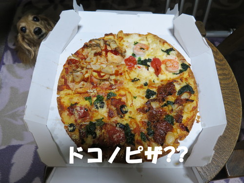 ピセアプンゲンス・ホプシー大量入荷！_b0200291_204475.jpg