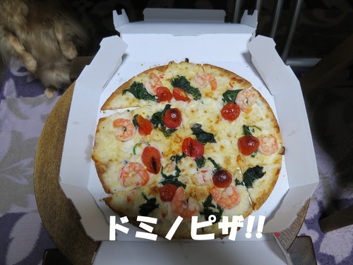 ピセアプンゲンス・ホプシー大量入荷！_b0200291_2135570.jpg