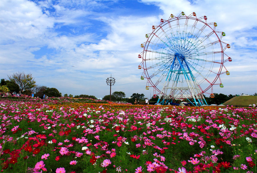 海の中道海浜公園のコスモス 九州ロマンチック街道