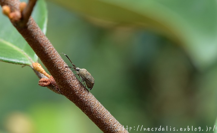 ハギメンガタカスミカメ [Eurystylus luteus]..._f0238605_21513468.jpg