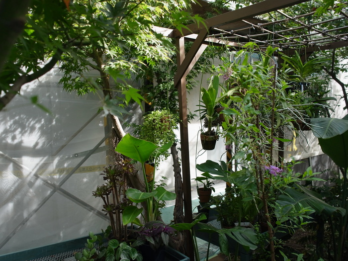 観葉植物たち_e0276411_23395457.jpg
