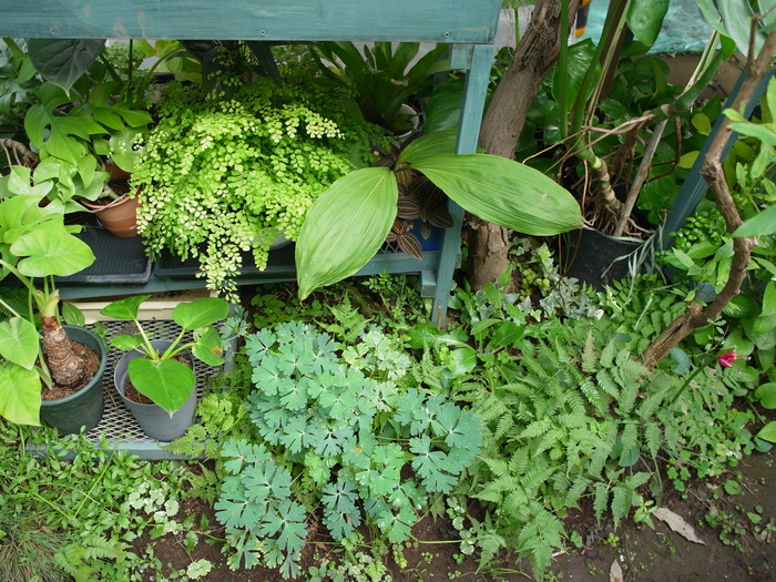 観葉植物たち_e0276411_2340772.jpg