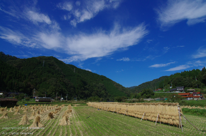 収穫後、脱穀前_d0309612_1103048.jpg