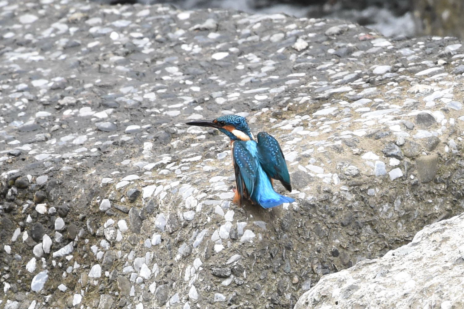 霞川～堰のカワセミ～_f0133213_20154497.jpg