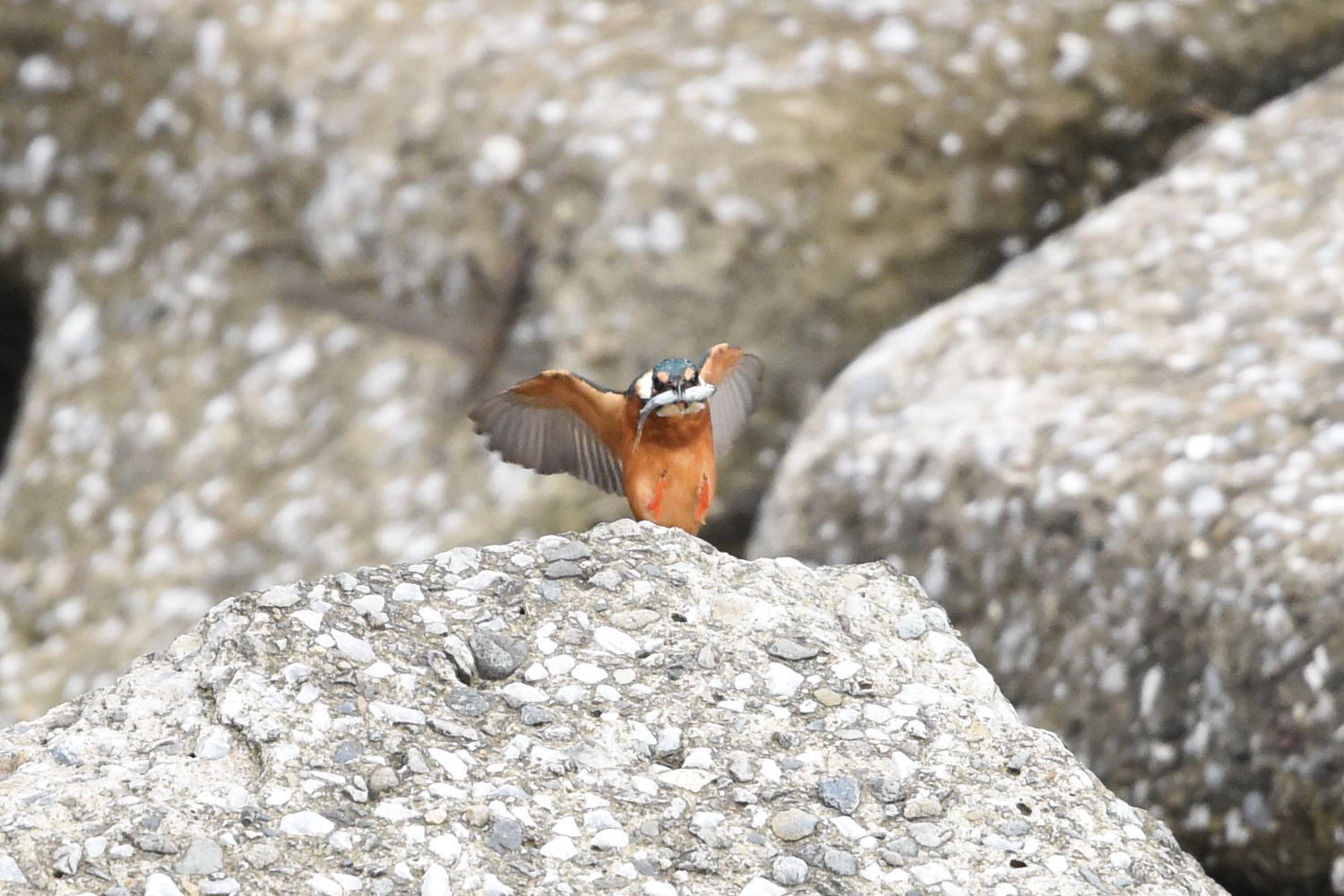 霞川～堰のカワセミ～_f0133213_20162476.jpg