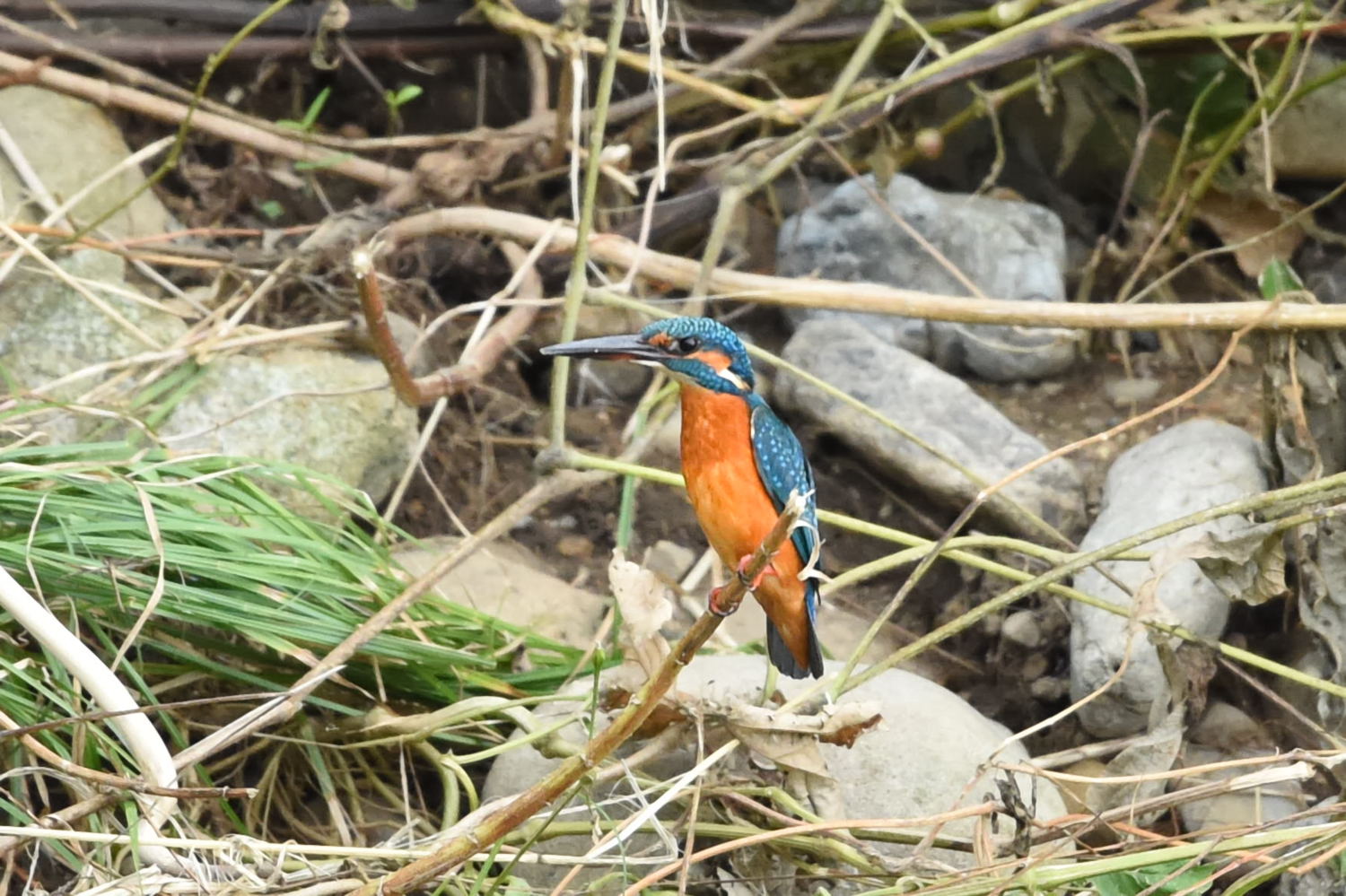 霞川～堰のカワセミ～_f0133213_20165083.jpg