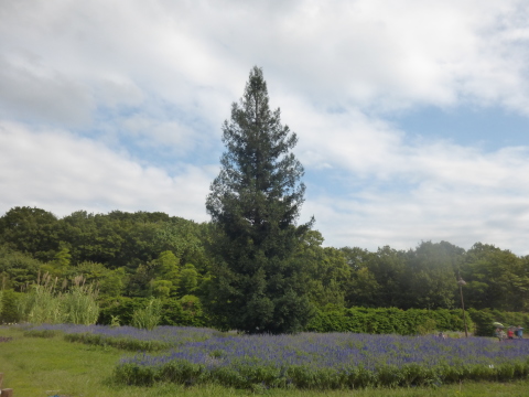 馬見丘陵公園（南エリア～北エリアへ）_a0162815_14425254.jpg