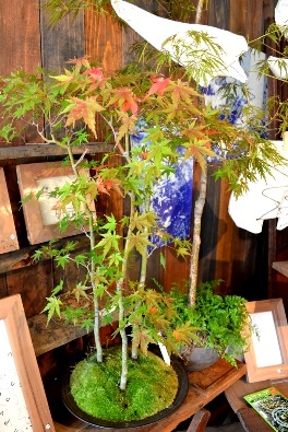苔の箱庭ワークショップのご案内_d0263815_17114042.jpg