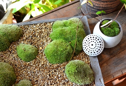 苔の箱庭ワークショップのご案内_d0263815_1712103.jpg