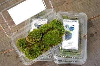 苔の箱庭ワークショップのご案内_d0263815_17122165.jpg