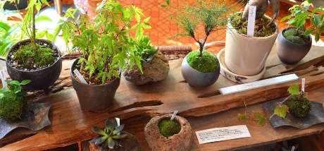 苔の箱庭ワークショップのご案内_d0263815_1793185.jpg