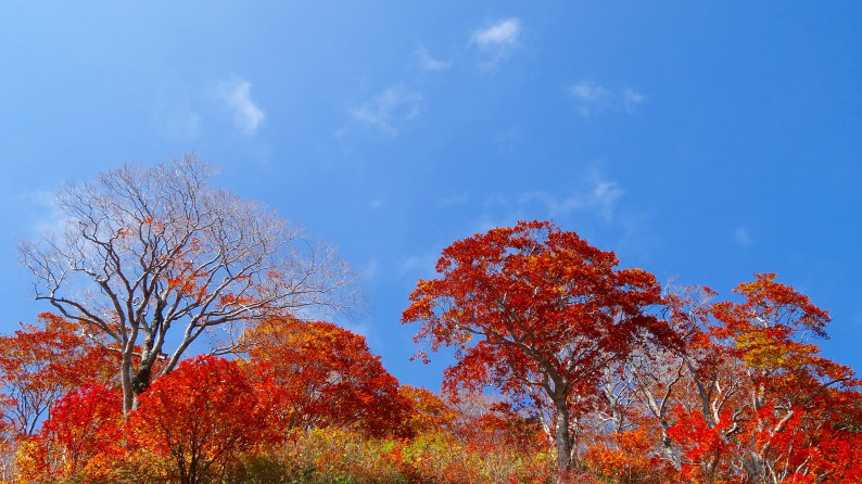 紅葉のスーパー林道を行く　(10_d0060435_19185856.jpg