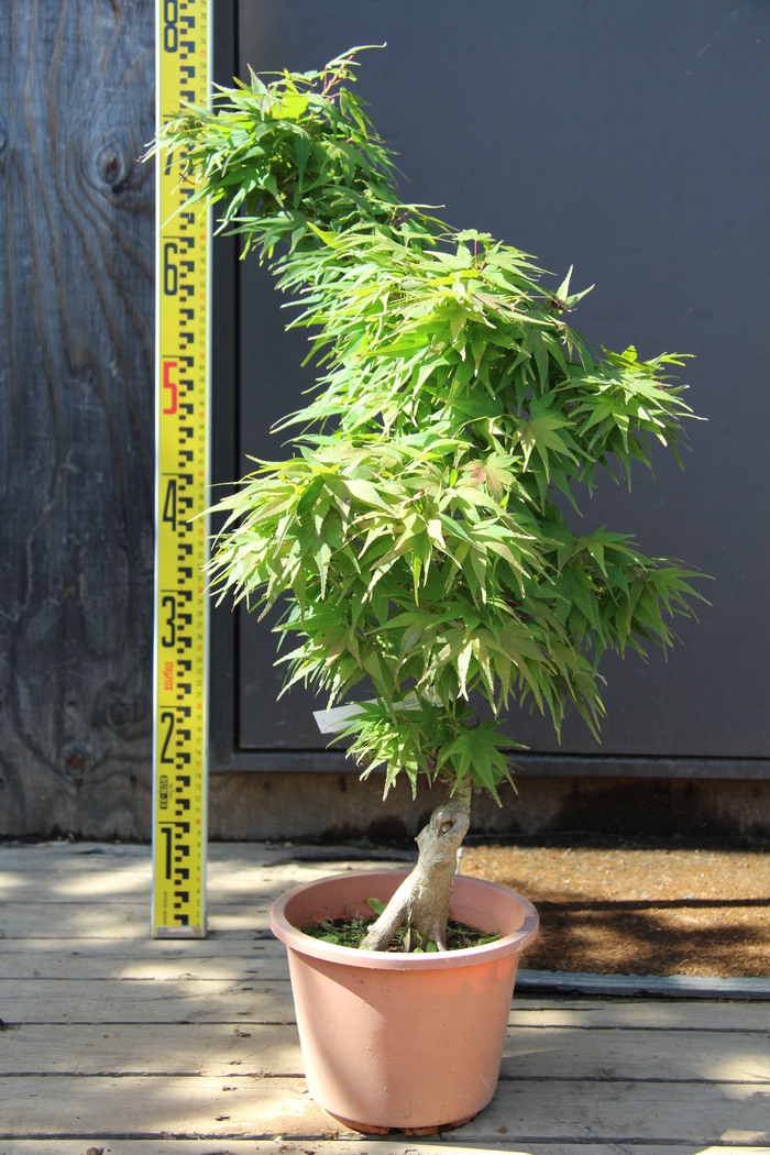三河盆栽　山紅葉　盆栽　山房鉢入り 三河盆栽 山紅葉 盆栽 山房鉢入り モミジ 三河八ツ房