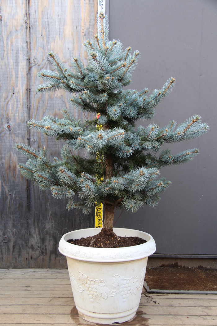 極上 70cm プンゲンストウヒ ホプシー ガーデニング シンボルツリー