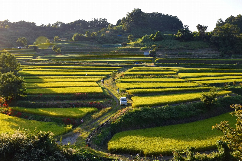 奈良県の原風景 明日香村の稲渕棚田 ヒストリカル シェア 京都中心の四季 歴史 祭 奈良県の原風景 明日香村の稲渕棚田 ヒストリカル シェア 京都中心の四季 歴史 祭
