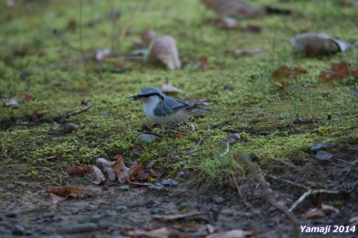 鳥枯れにつき、ゴジュウカラ？_f0194048_06105465.jpg