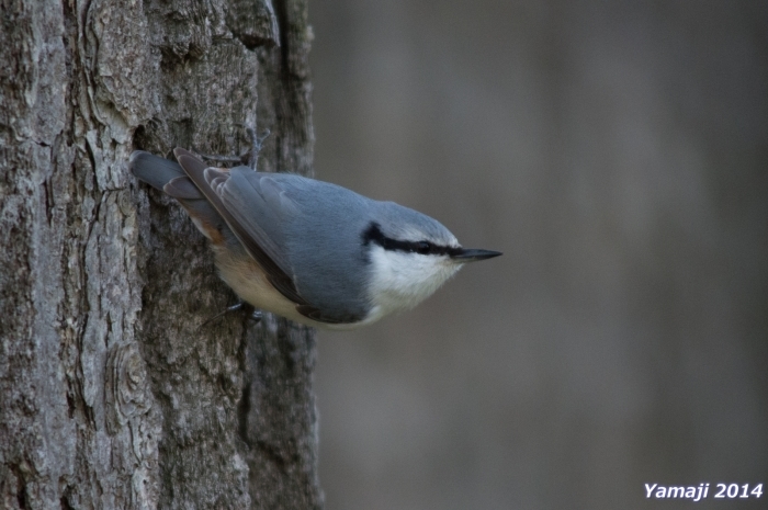 鳥枯れにつき、ゴジュウカラ？_f0194048_06130789.jpg