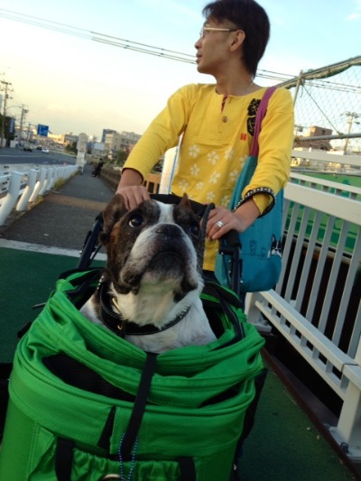 Mr. Mac ドギーバギー＊フレンチブルドッグ Mr.Mac ドギーバギー